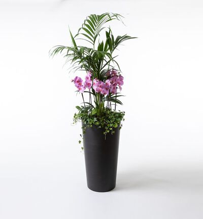 Arrangementsplanting med Kentiapalme og lilla orkidéer høy